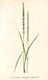 rostliny_kolem_nas__123_