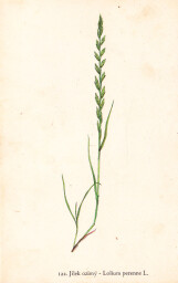 rostliny_kolem_nas__124_