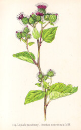 rostliny_kolem_nas__125_