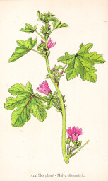 rostliny_kolem_nas__126_