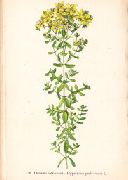 rostliny_kolem_nas__128_