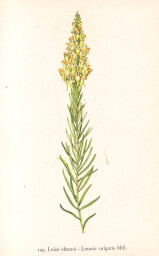 rostliny_kolem_nas__129_