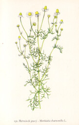 rostliny_kolem_nas__131_