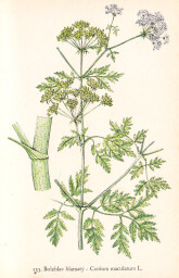 rostliny_kolem_nas__133_