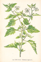 rostliny_kolem_nas__134_