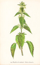 rostliny_kolem_nas__136_