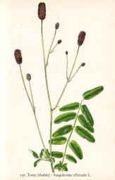 rostliny_kolem_nas__137_