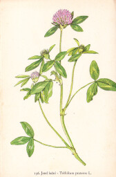 rostliny_kolem_nas__138_