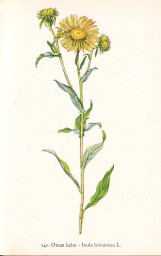 rostliny_kolem_nas__141_