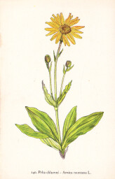 rostliny_kolem_nas__142_