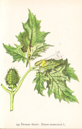 rostliny_kolem_nas__143_