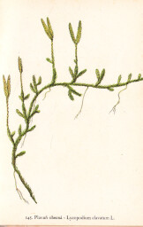 rostliny_kolem_nas__145_