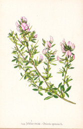 rostliny_kolem_nas__146_