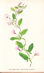 rostliny_kolem_nas__147_