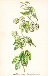 rostliny_kolem_nas__148_