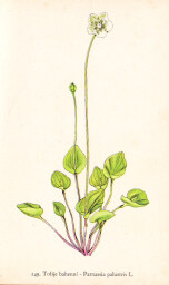 rostliny_kolem_nas__149_