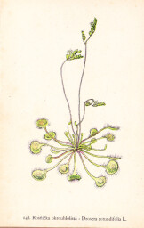 rostliny_kolem_nas__150_