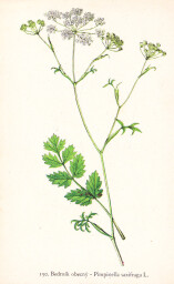 rostliny_kolem_nas__151_