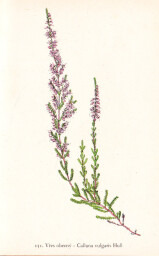 rostliny_kolem_nas__152_