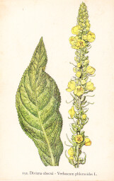 rostliny_kolem_nas__154_