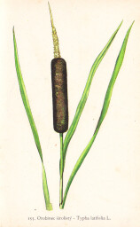 rostliny_kolem_nas__155_