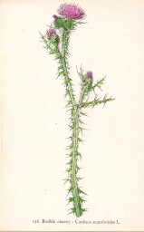 rostliny_kolem_nas__158_